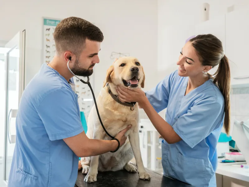 Labrador sendo examinado com estetoscópio por dois profissionais