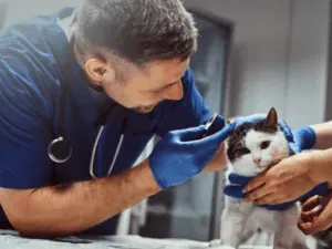 Gato tendo o ouvido avaliado por um veterinário